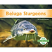 Beluga Sturgeons