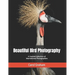 Beautiful Bird Photography: A Curated Collection of International Photographers