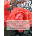 Everblooming Roses For The Outdoor Garden of the Amateur: The Culture, Description and Care of Roses