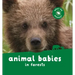 Animal Babies in Forests