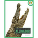 Alligator