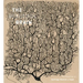 The Beautiful Brain: The Drawings of Santiago Ramon Y Cajal