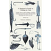 A Beginner's Guide to Trolling for Fish - Tips for How to Start Trolling, Including Equipment Needed, Where to Troll, Boat Handling and Notes on Bait