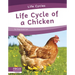 Life Cycle of a Chicken