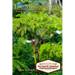 The Moringa Tree: What you don't know can HEAL you!