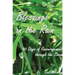 Blessings in the Rain: 90 Days of Encouragement through the Storm