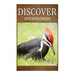 Woodpeckers - Discover: Early reader's wildlife photography book