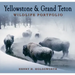 Yellowstone & Grand Teton Wildlife Portfolio (Sc)
