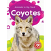 Coyotes