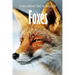 Exploring the World of Foxes: Educational Animals Book For Kids