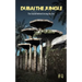 Dubai the Jungle: The Reason Behind Closing the Zoo