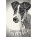 Smooth Fox Terrier: Dog breed overview and guide