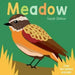 Now You See It! Meadow