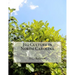 Fig Culture in North Carolina
