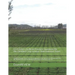 CCA Exam Unofficial Practice Questions for the Certified Crop Advisor (International) Exam