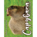 The Capybara Cutie Club 2026 Calendar