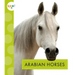 Arabian Horses
