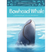 Animals Illustrated: Bowhead Whale
