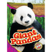 Giant Pandas
