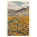 Vintage Journal California Poppies