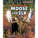 Hunting Moose and Elk