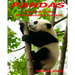 Pandas: Learn About Pandas Amazing Pictures & Fun Facts