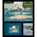 Explore the River Educational Project (2-Book, 1-DVD Set): Bull Trout, Tribal People, and the Jocko River [With DVD]