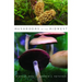 Mushrooms of the Midwest