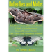Butterflies and Moths: All about Butterflies and Moths, a Kids Introduction to Butterflies and Moths-Fun Facts and Fantastic Photos!