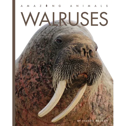 Walruses