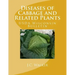Diseases of Cabbage and Related Plants: USDA Wisconsin Bulletin