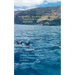 Cruises... in a different way! Compact Travel Guide Canary Islands 2019/2020: Teneriffa, Fuerteventura, Gran Canaria, Lanzarote, La Palma, La Gomera