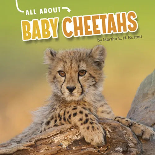 All about Baby Cheetahs