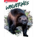 Wolverines