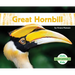 Great Hornbill