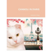 Cannoli in Paris