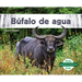 Bufalo de Agua (Water Buffalo)