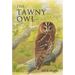 The Tawny Owl