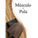 Muscle and a Shovel Spanish Version (Musculo y Pala)