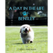 A Day in the Life of Bentley