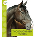 Thoroughbred Horses