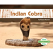 Indian Cobra