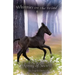 Spring of Secrets: A Wilderness Horse Adventure