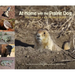 At Home with the Prairie Dog: The Story of a Keystone Species