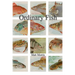 Ordinary Fish/Watt Worris