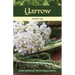 Yarrow: Herb of the Year(TM) 2024