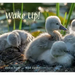 Wake Up!