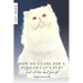 How do I care for a Persian cat's fur?: Find out more about your pet