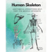 Human Skeleton, Anatomical structures self-test for medical students: kull, Ribs, Arm & Leg Bones, Pelvis, Spine