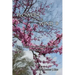 Flowers in the Wind 8: Still More Story-Based Homilies for Cycle B